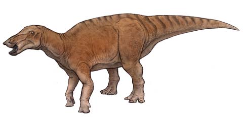 アメリカ ヘルクリークhellcreekのエドモントサウルス恐竜 | 恐竜化石