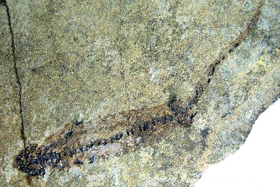 ブランキオサウルス 化石 販売