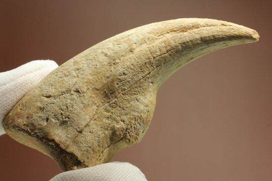 一級標本ティラノサウルスのハンドクロウ(T-rex hand claw) 接骨付き