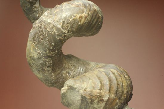 北海道の異常巻きアンモナイトが登場！ユーポストリコセラス