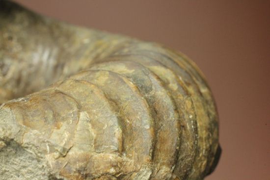 北海道の異常巻きアンモナイトが登場！ユーポストリコセラス