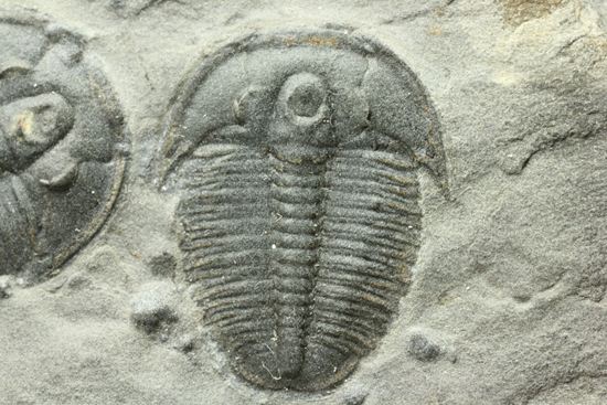 自由頬がばっちり保存！可愛いエルラシアキンギのプレート化石 三葉虫 販売