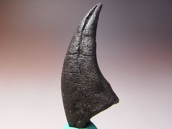 アロサウルスのフットクロウ 恐竜 販売