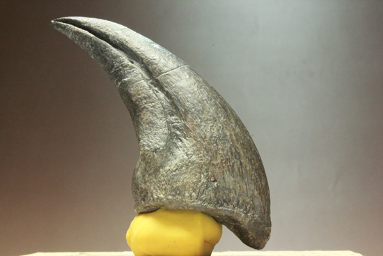 レプリカと間違えるほどの超絶美麗なアロサウルスのフットクロウ 恐竜 販売