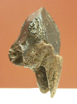 保存状態に注目！本来の形を存分に楽しめる、希少なトリケラトプスの歯