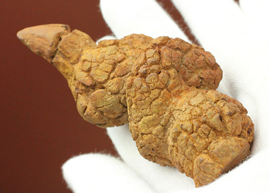 原型を見事にとどめた、衝撃の糞化石（コプロライト） 化石 販売