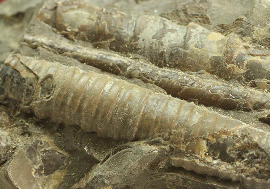 北海道羽幌産、ポリプチコセラス アンモナイト 販売