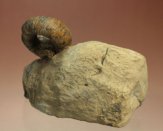 謎が謎を呼ぶ、なんでこうなった！？異常巻きアンモナイト