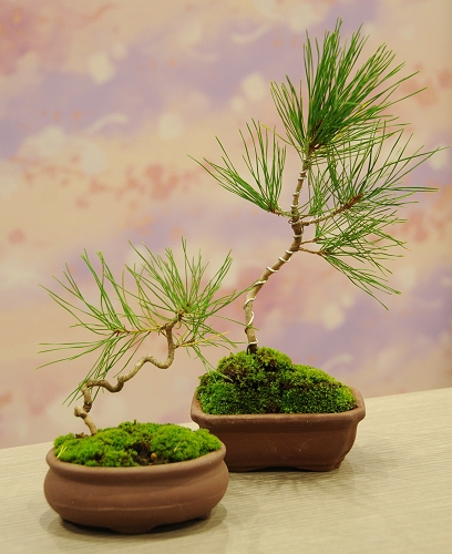 催し物最新情報 | 歌舞伎座