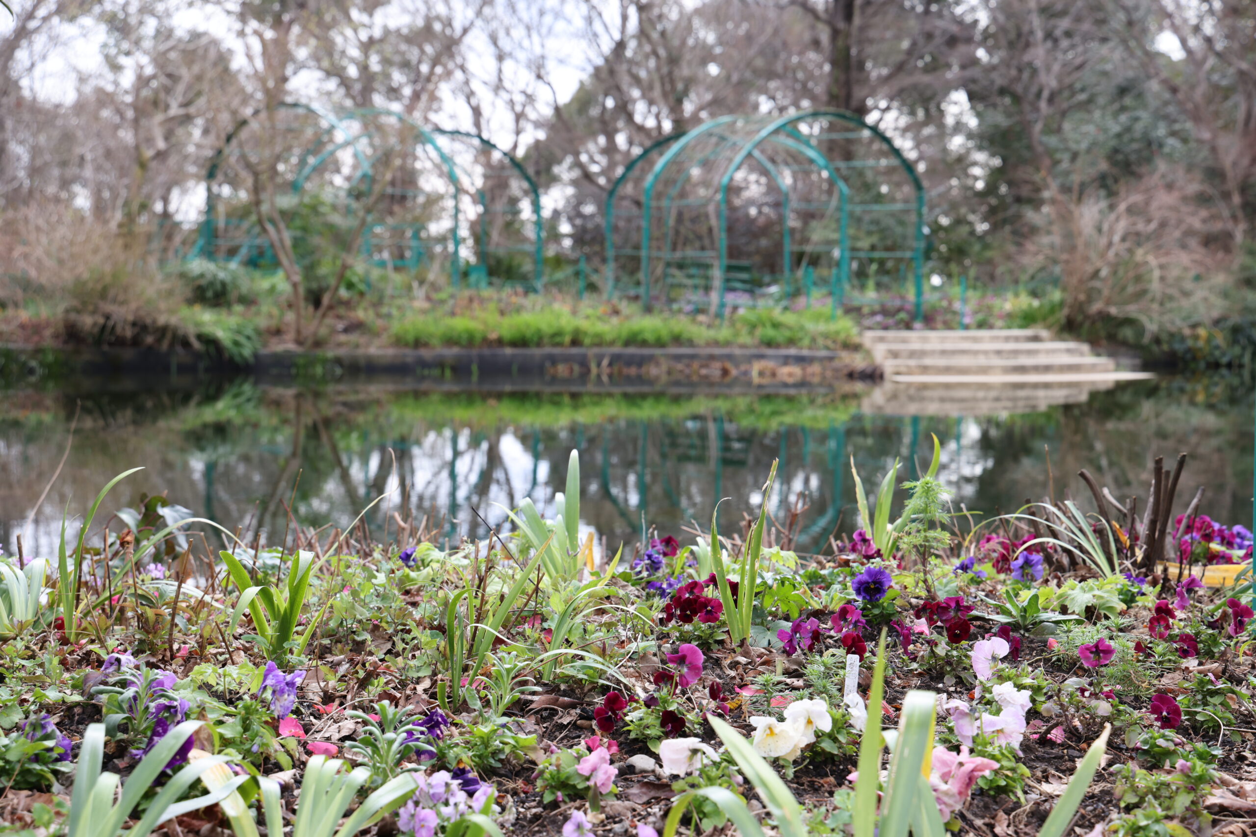 見ごろの花 – 北川村「モネの庭」マルモッタン