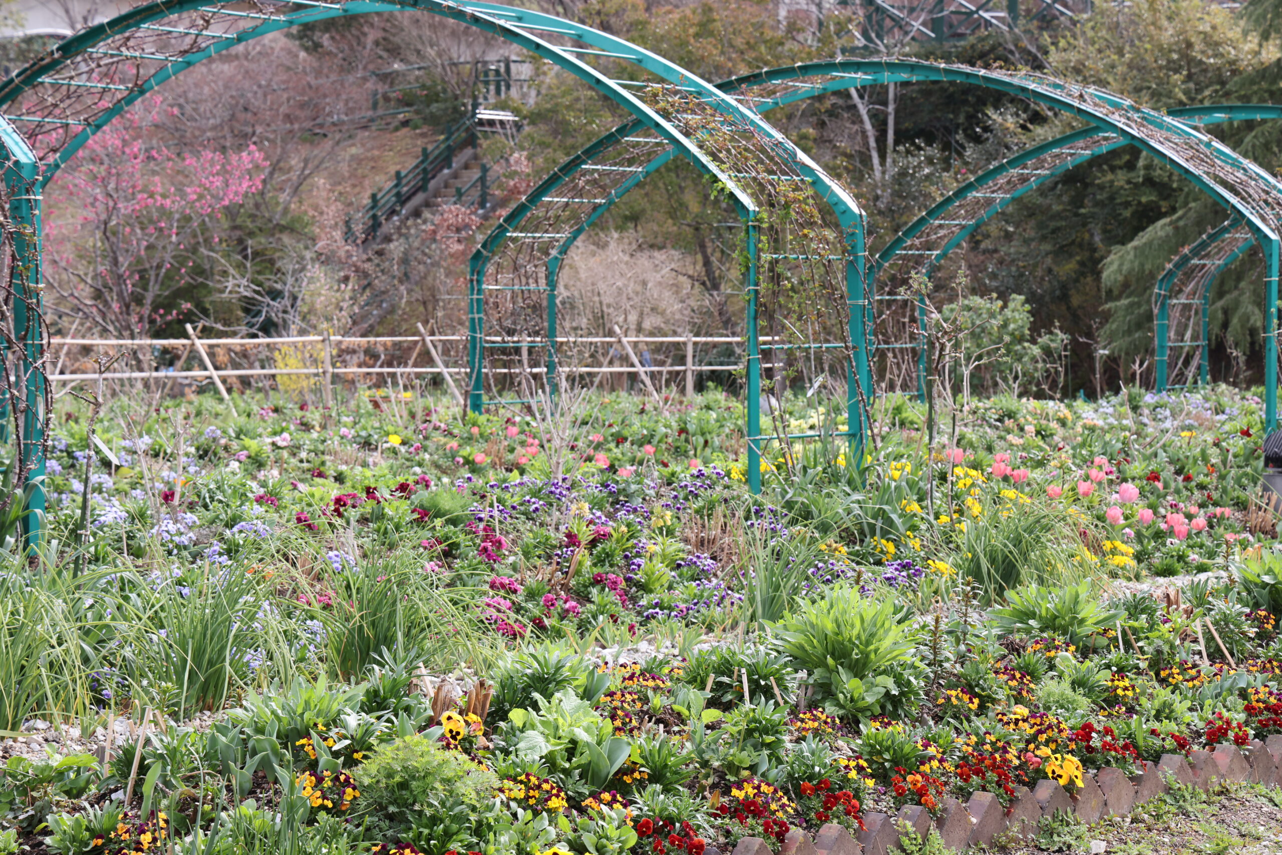 見ごろの花 – 北川村「モネの庭」マルモッタン