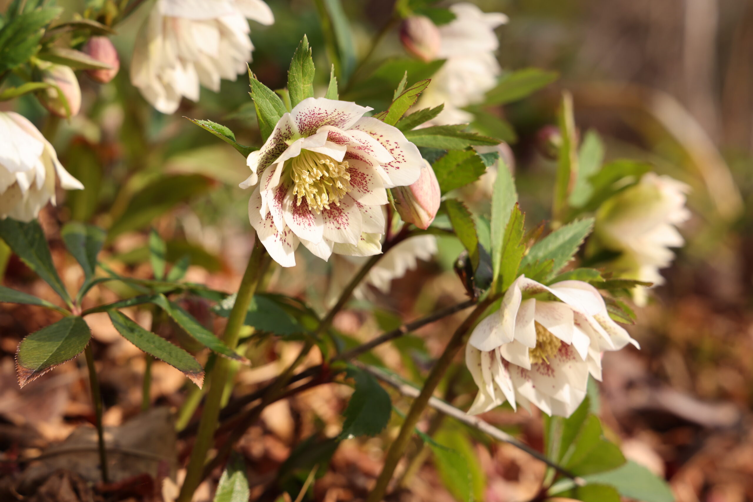 見ごろの花 – 北川村「モネの庭」マルモッタン