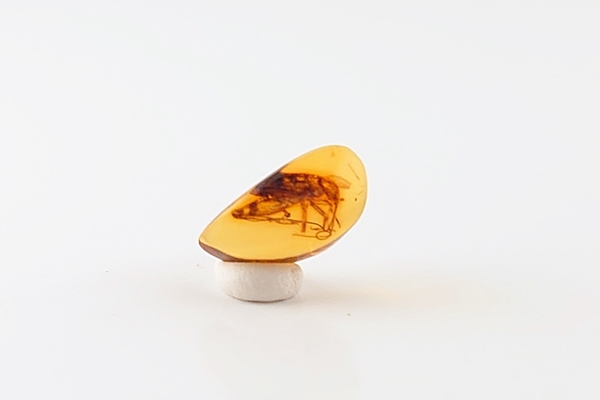 虫入り琥珀原石 - 久慈琥珀オンラインショップ