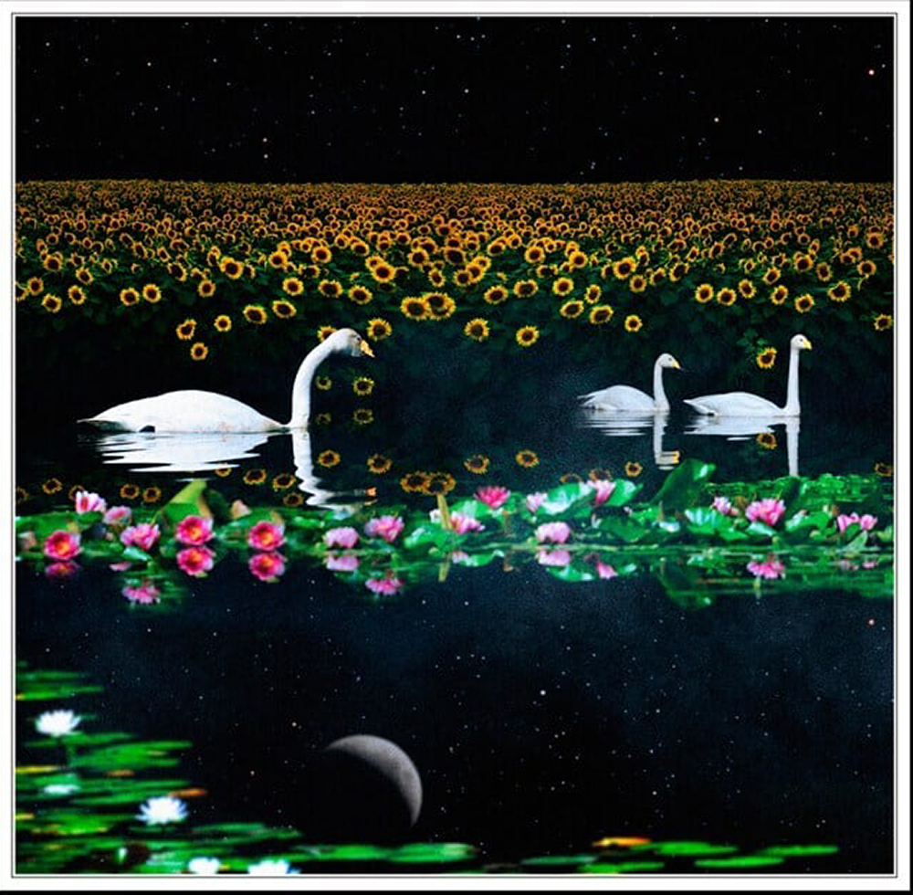 DVD「回想、睡蓮と向日葵」狂信盤(FC会員限定特典付属版) | CGマルシェ