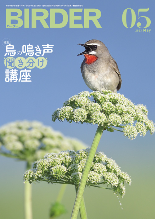 BIRDER 2023年1月号～ Hobby's World｜野鳥撮影やバードウォッチングの