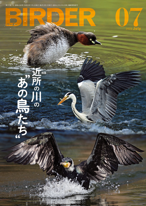 BIRDER 2023年1月号～ Hobby's World｜野鳥撮影やバードウォッチングの
