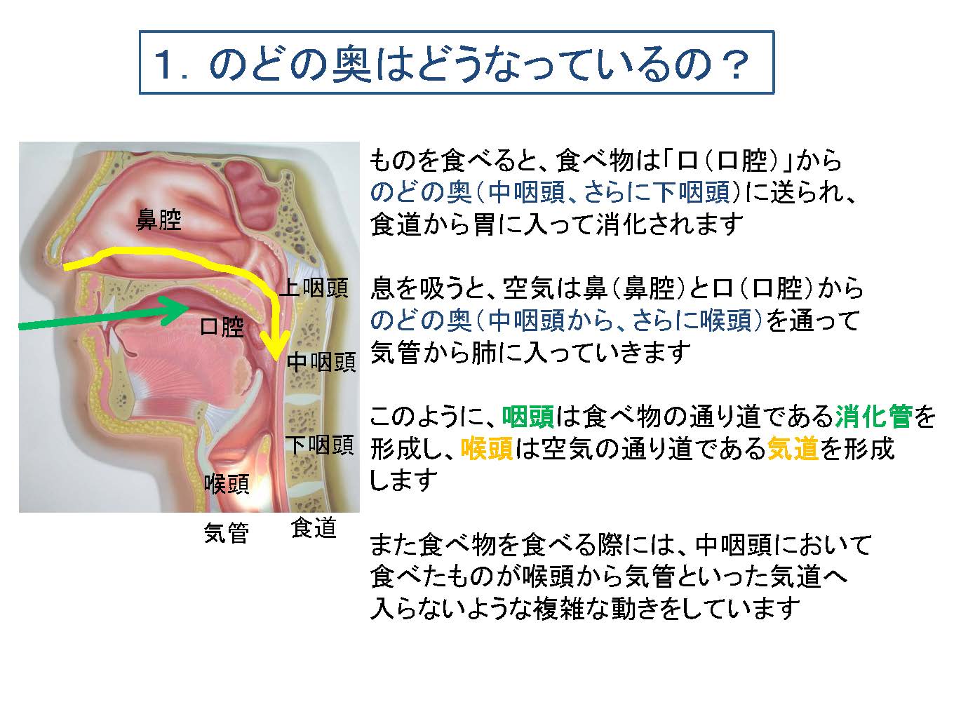 のどの構造と働き｜東京都世田谷区の耳鼻咽喉科 外科 内科「はたの