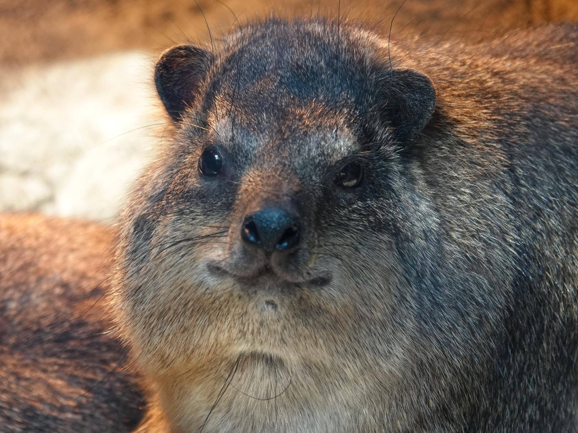 ケープハイラックスの個体識別をしてみよう！|アフリカのサバンナ