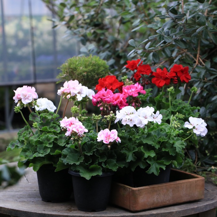 産地直送】秋田緑花農園のゼラニウム（7種）セット | アトリエ華もみじ