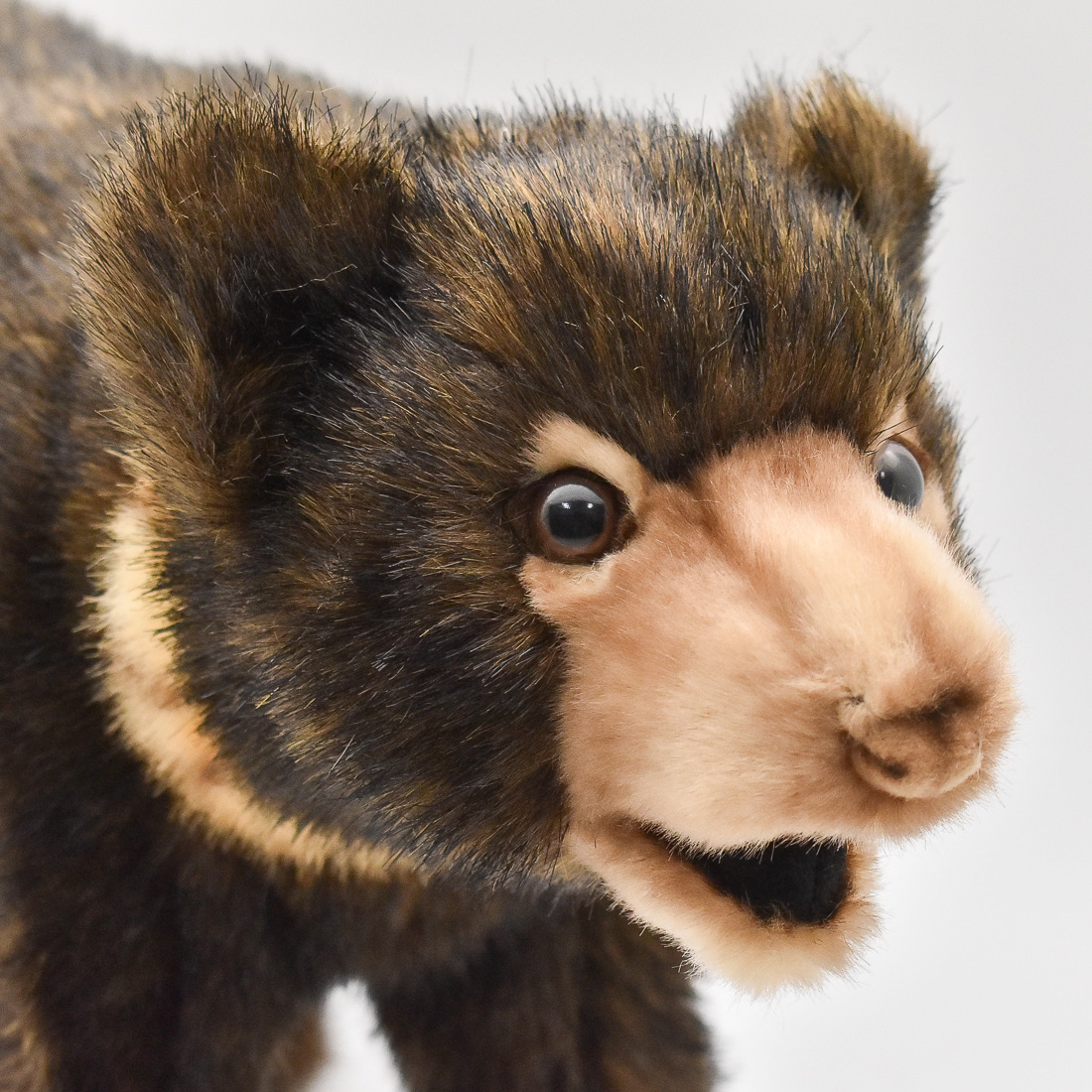 マレーグマ 40 | HANSA