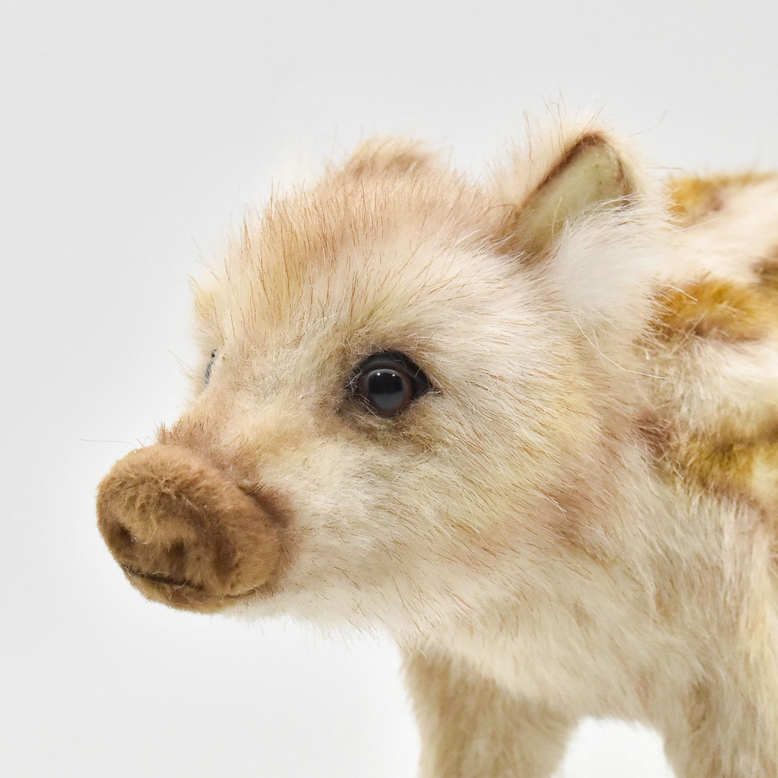 イノシシ(仔) 28 | HANSA