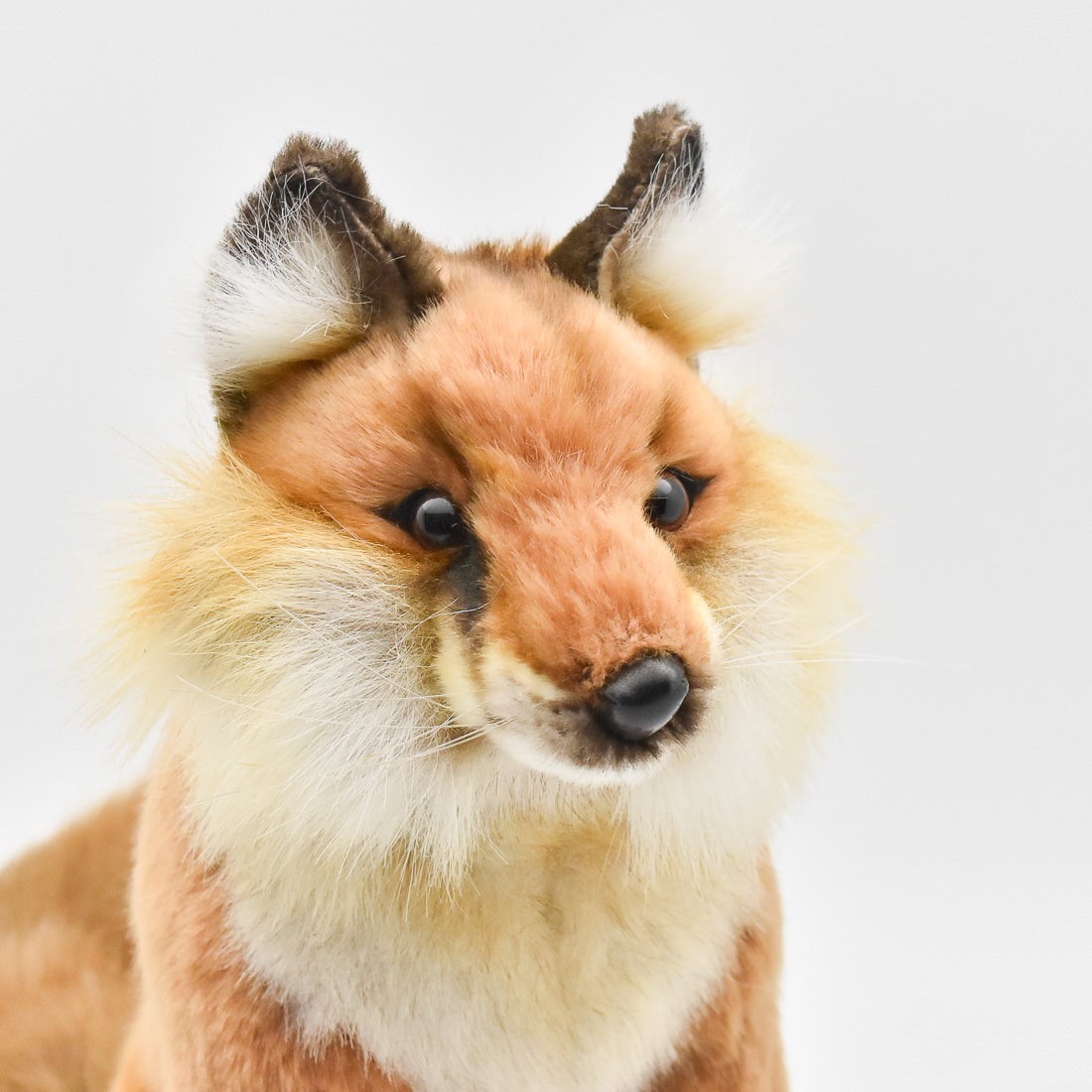 アカギツネ 30 | HANSA