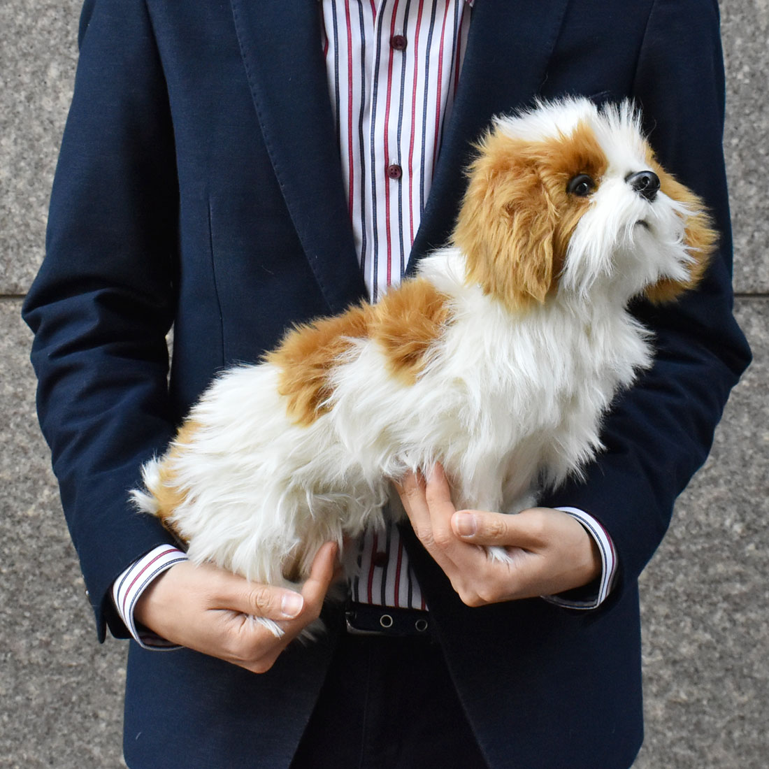 シーズー 30 | HANSA