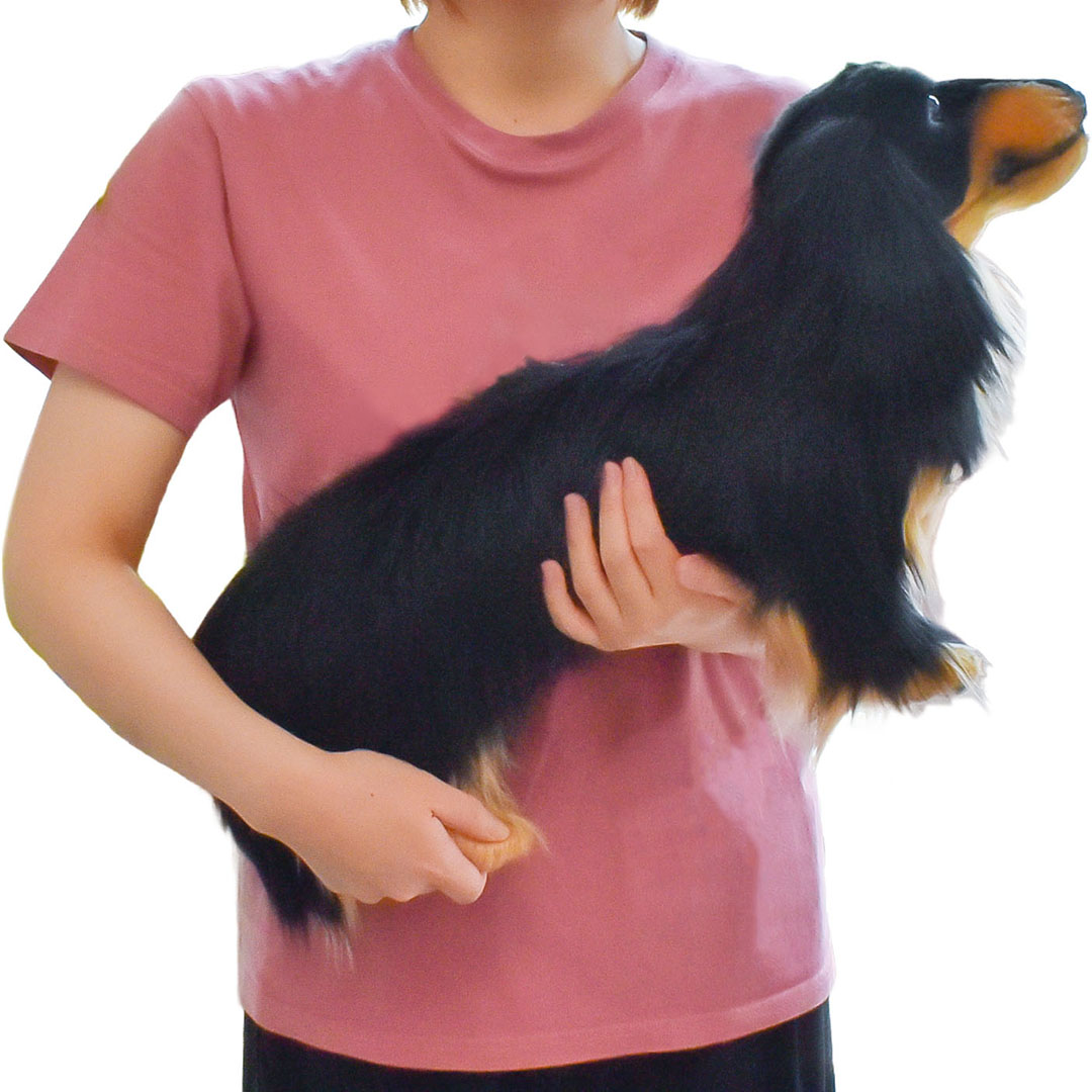 ミニチュアダックスフンド ロングヘア ブラック 62 | HANSA