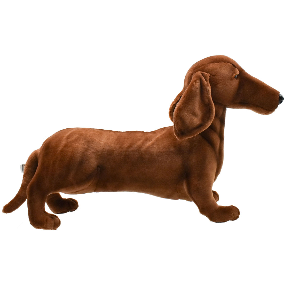 ミニチュアダックスフンド 56 | HANSA