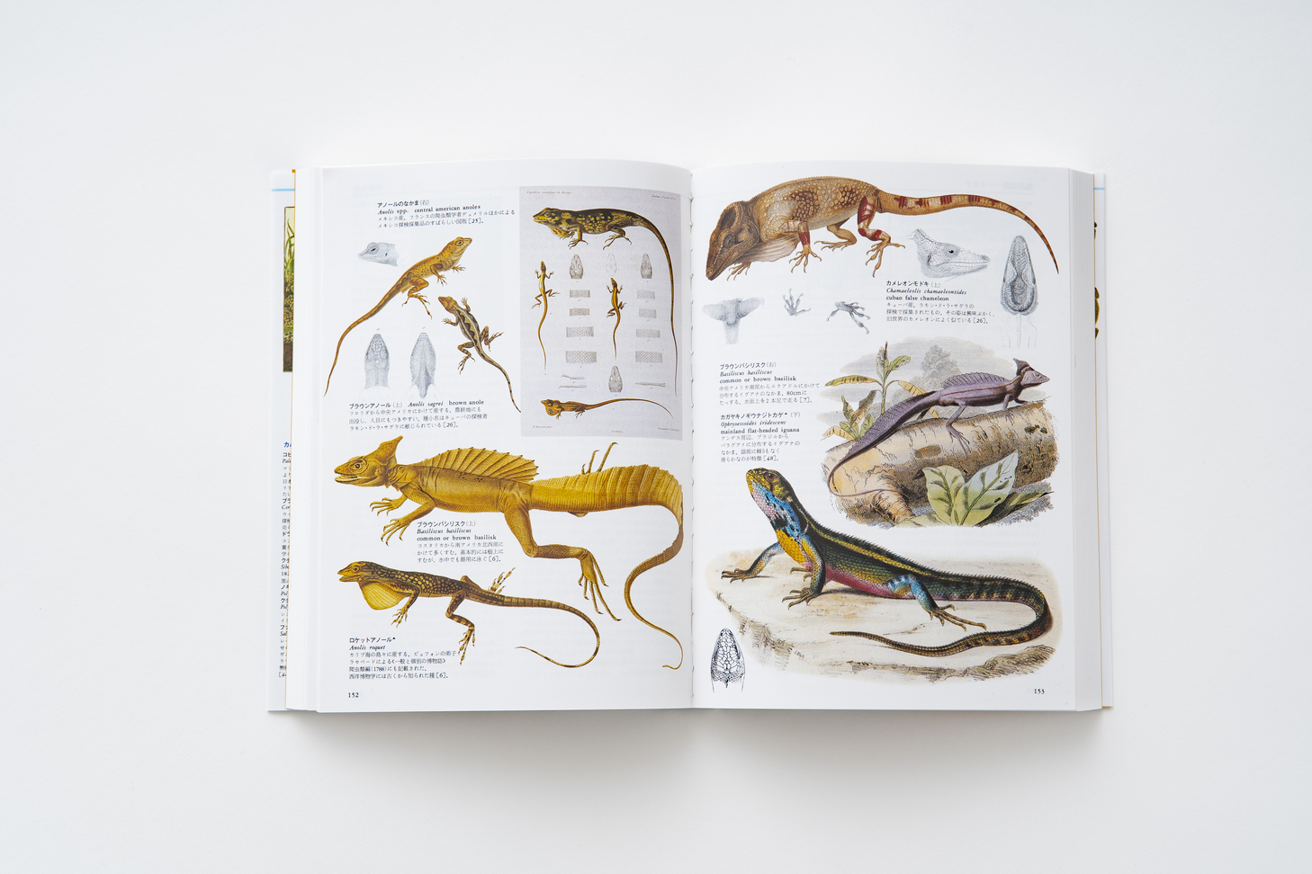 普及版 世界大博物図鑑 3 両生・爬虫類 - 平凡社