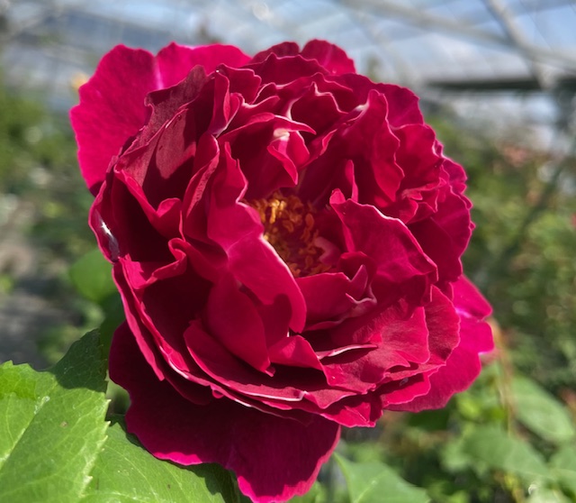 オールドローズ大苗通信販売 ハイブリッドパーペチュアルローズ バラ苗