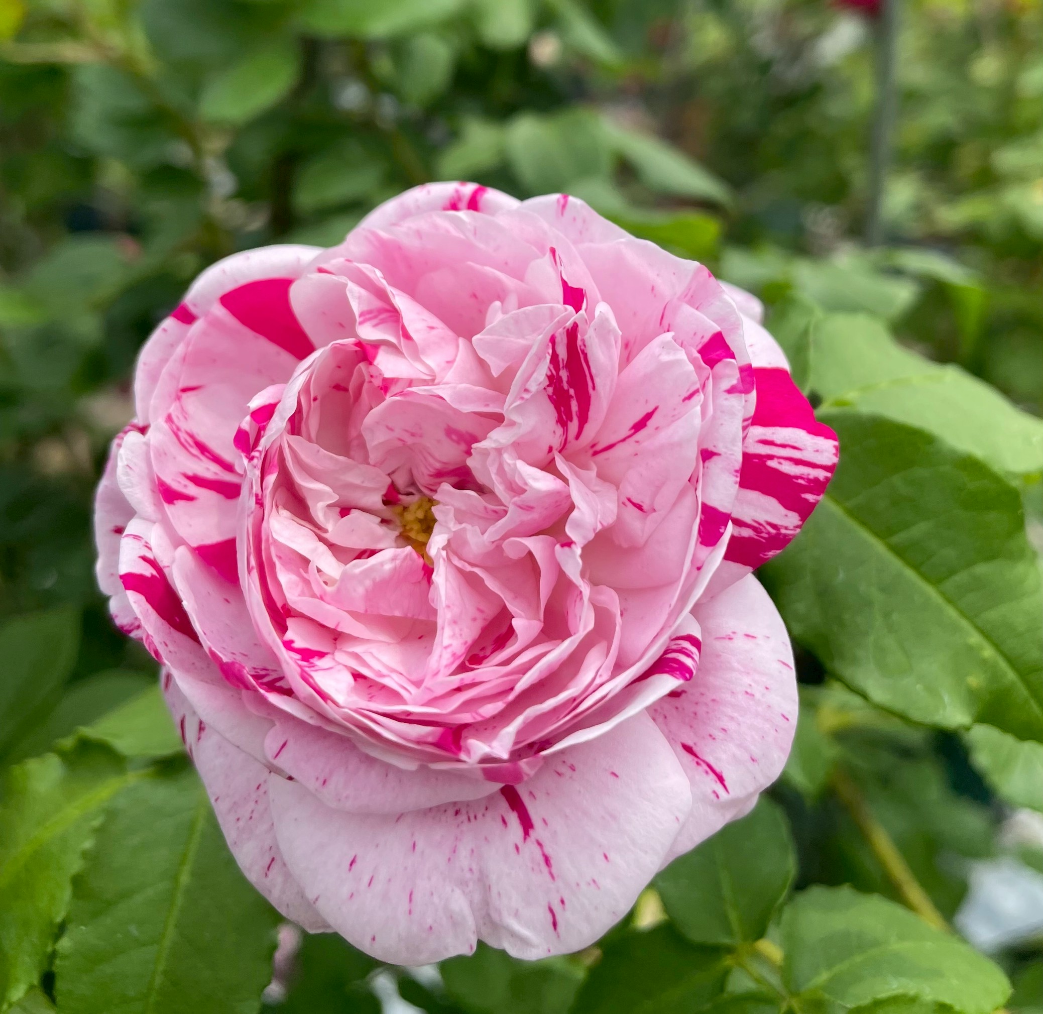 オールドローズ半つる強香バラ大苗 ピンク レダ Herb&Rose バラ苗販売