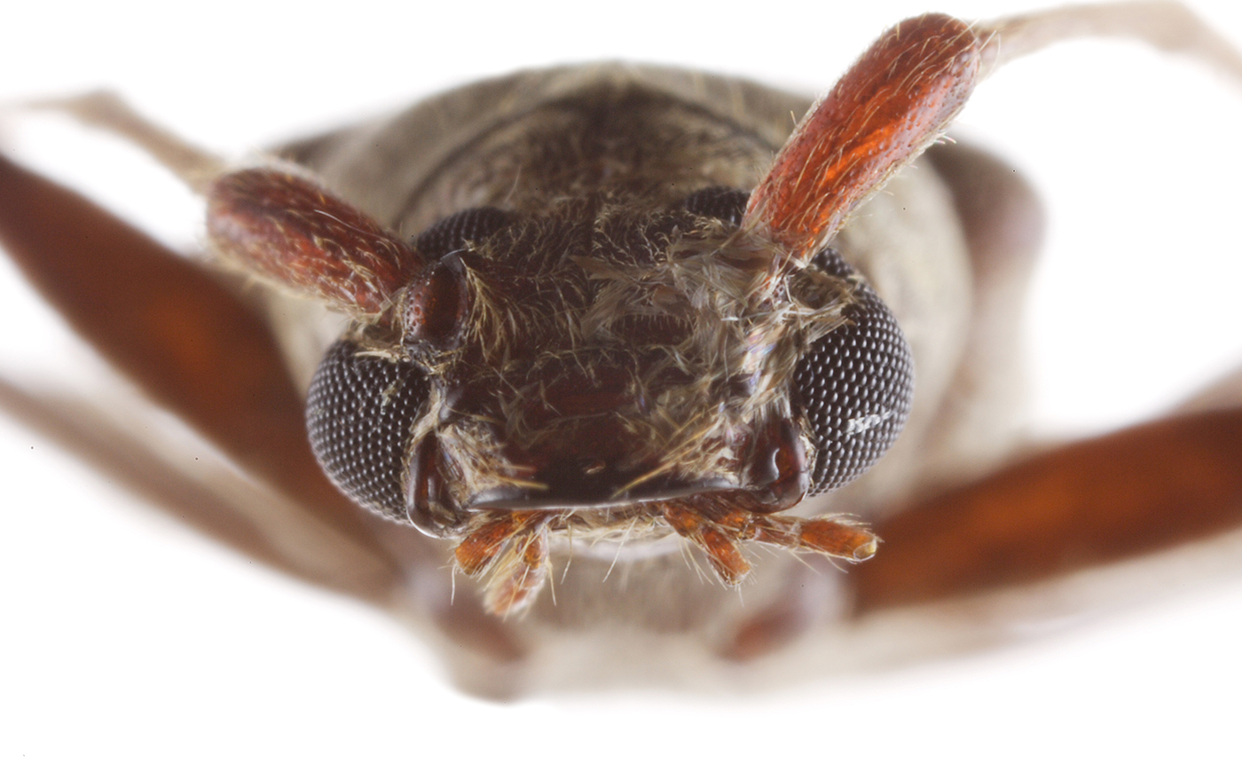 オガサワラムネスジウスバカミキリ | 【標本ナビ】多様性生物希少標本