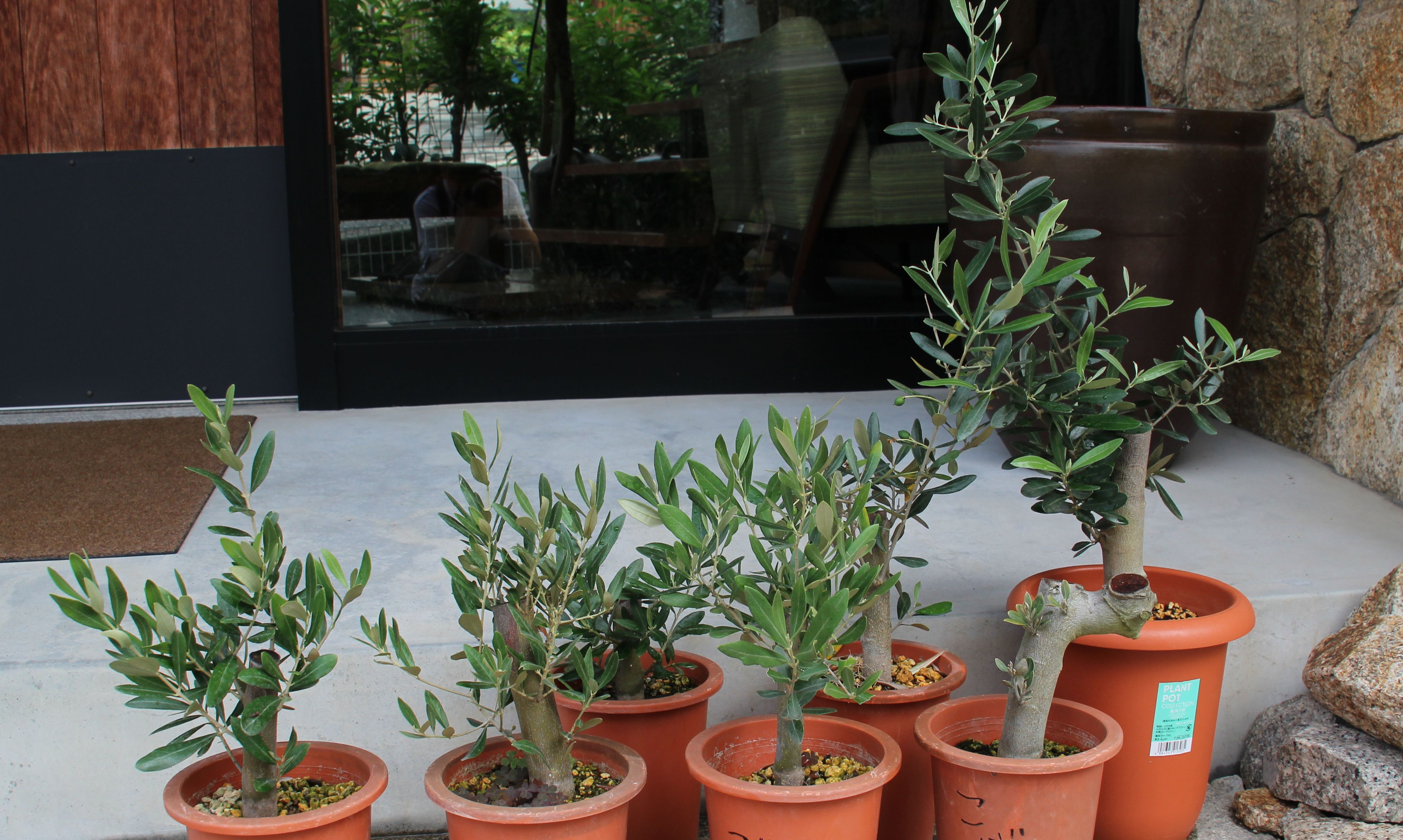 オリーブの太木挿しに。。。♪♪