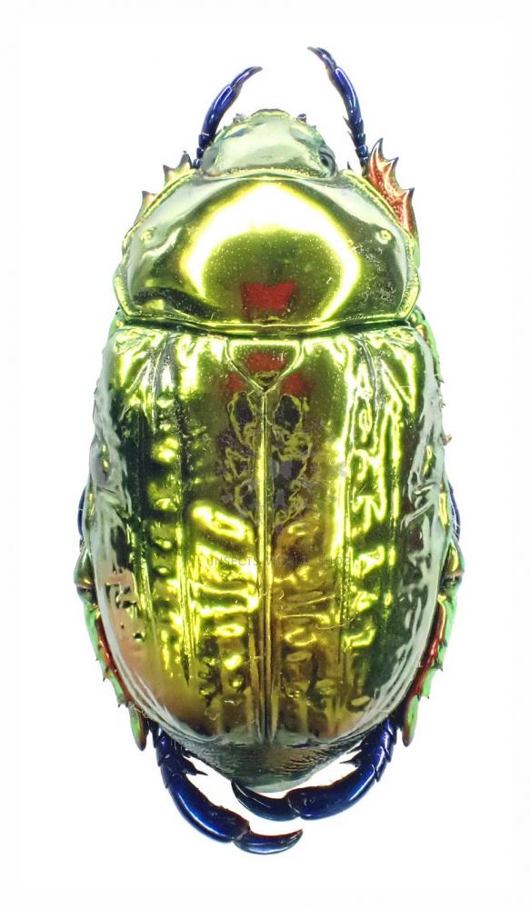 PELIDNOTA CYANITARSIS - InsectsWorldShop - Vente d'insectes du monde