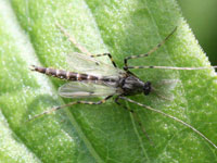 カ・ユスリカ図鑑