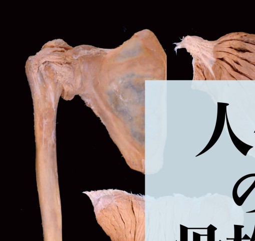人体の骨格筋 上肢 第1版』 立ち読み