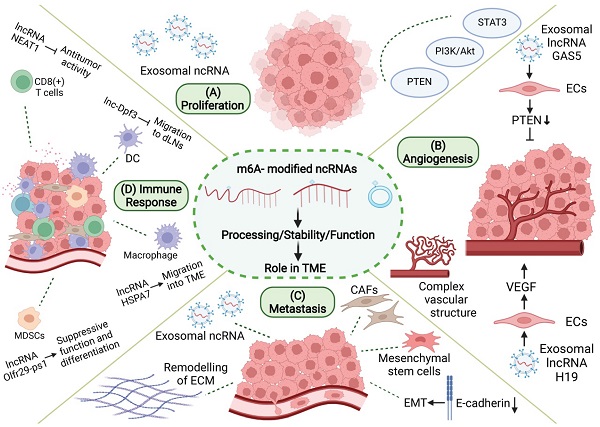 Crosstalk between N6-methyladenosine (m6A) modification and