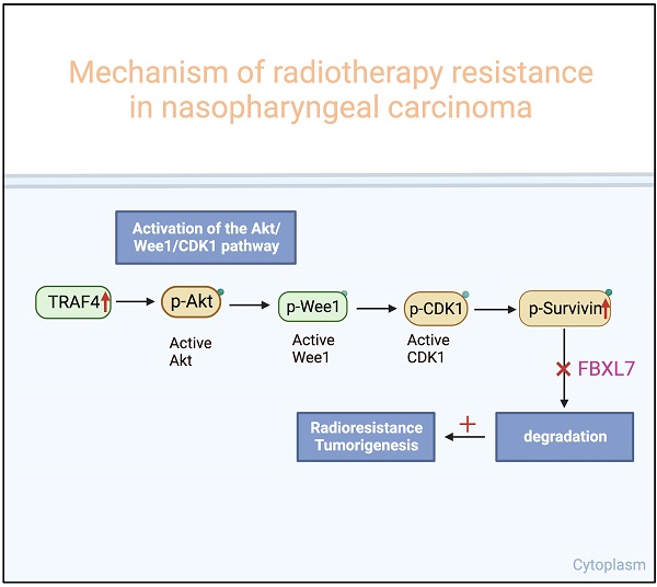 TRAF4 regulates ubiquitination-modulated survivin turnover and
