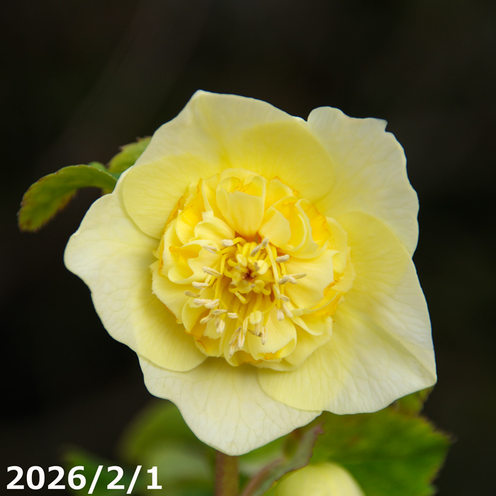 クリスマスローズ セミダブル ゴールド交配 花苗 開花株 蕾 野田園芸