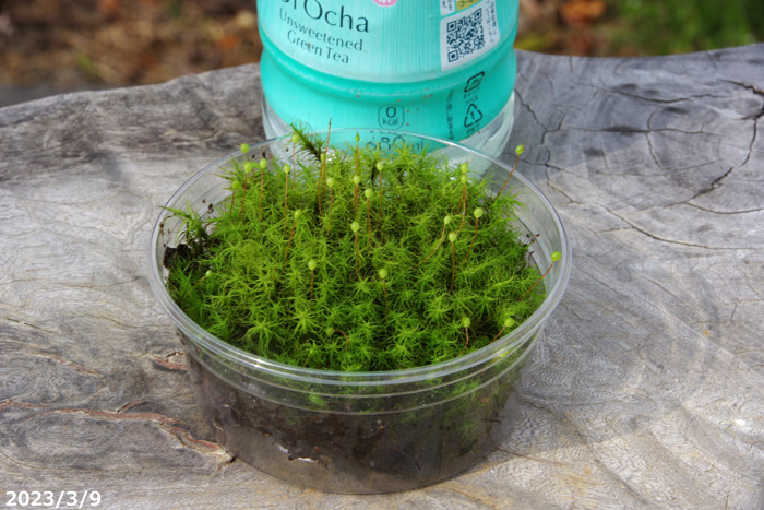 山野草の石田精華園 / タマゴケ 3号パック 【京の苔】【日陰向きのコケ