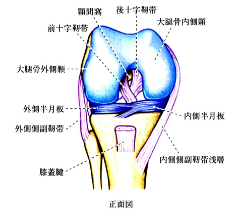 膝前十字靭帯損傷｜稲波脊椎・関節病院