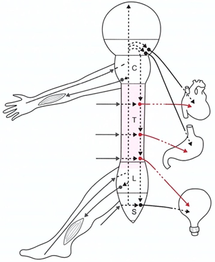 サブラクセーション（背骨・骨盤の歪み)とは| 目黒の整体なら口コミ