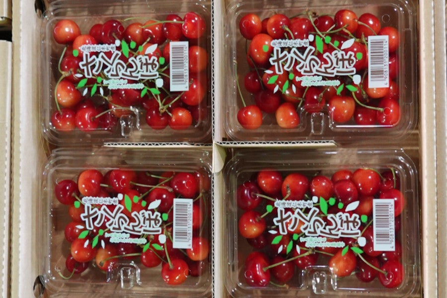 紅秀峰800g】JA新おたるのさくらんぼ（200g×4パック）ゆう