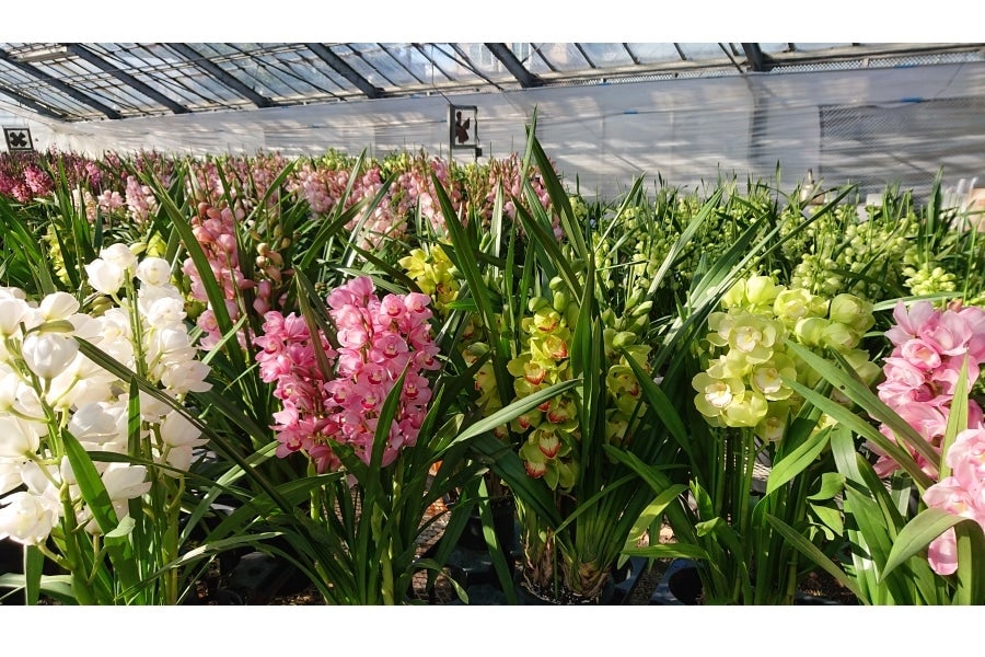 グ*チ様 蘭　育成用株　5つ　シンビジューム　バンダ　オンシジューム グ*チ様 蘭 育成用株 5つ シンビジューム バンダ オンシジューム