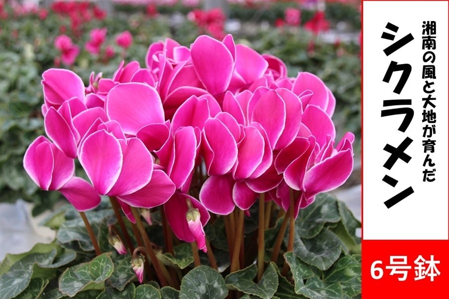 選べる15種】シクラメン 6号鉢: JA全農かながわ|【JAタウン】産地