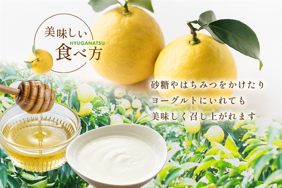宮崎県産 日向夏 小説「薬屋のひとりごと」コラボパッケージ 2.5kg（種