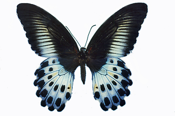 アゲハチョウの仲間／世界の珍奇・美麗昆虫 -- 公益社団法人農林水産