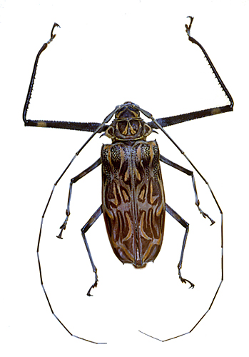 カミキリムシなどその他甲虫の仲間／世界の珍奇・美麗昆虫 -- 公益社団