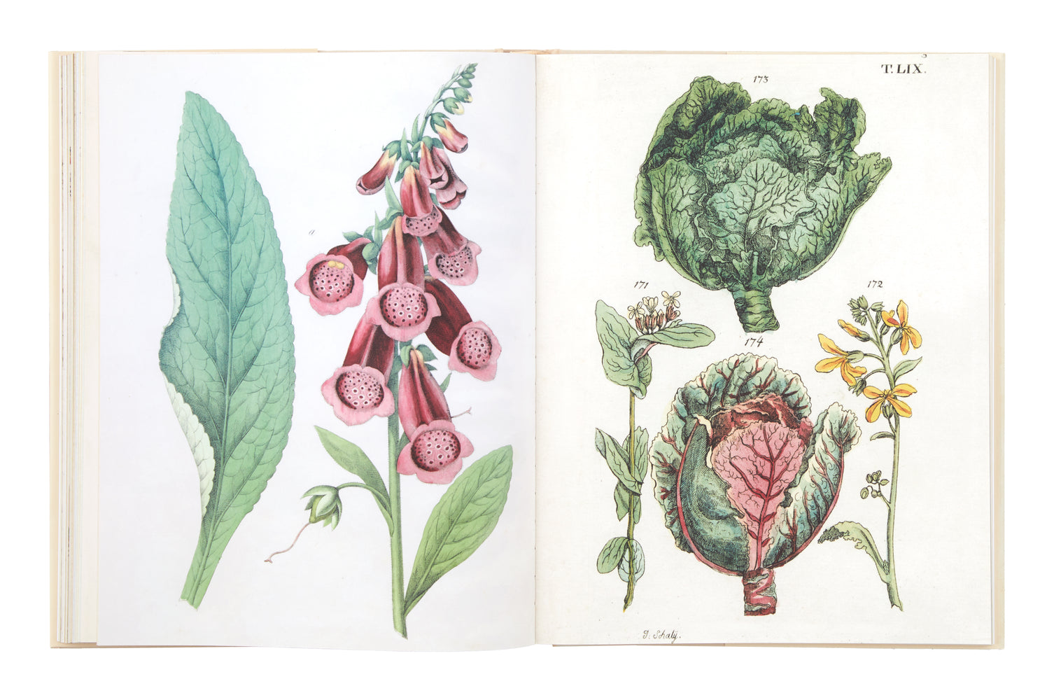 John Derian Picture Book II | Jayson Home